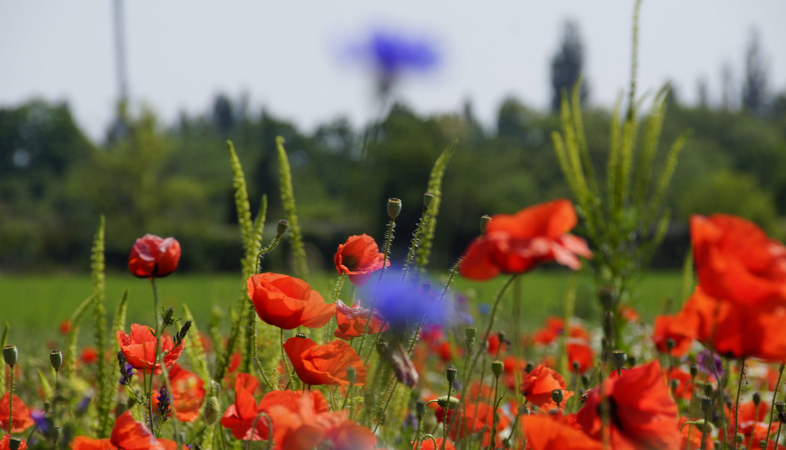 Gartenverein "An der Schule Stahmeln" e.V.